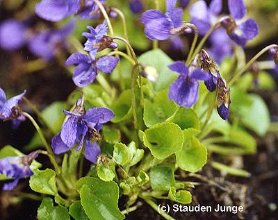 Viola odorata 'Königin Charlotte' - Duftveilchen