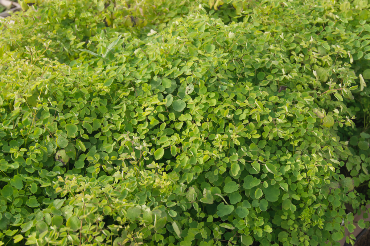 Thalictrum delavayi 'Splendide' (R) - China-Wiesenraute