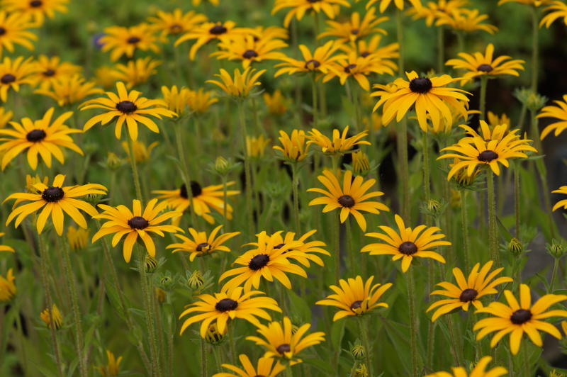 Rudbeckia fulgida var. deamii