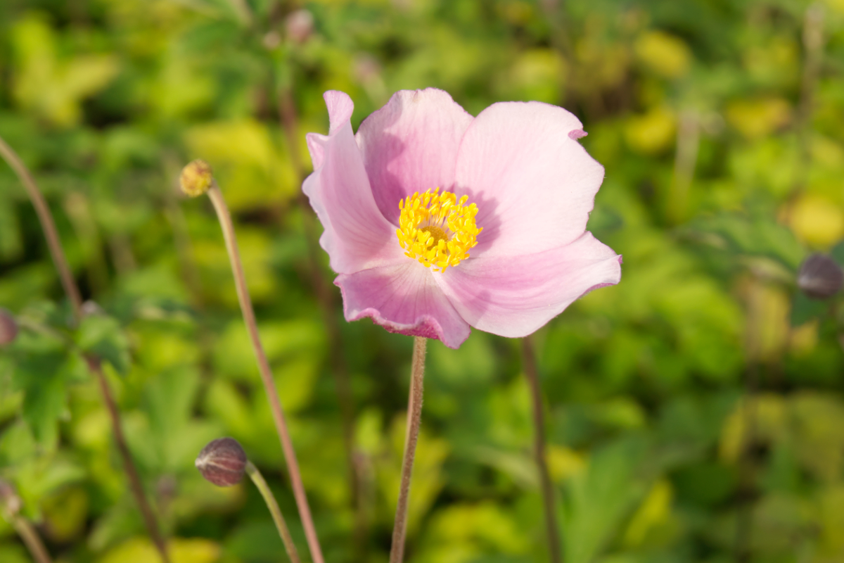 Anemone tomentosa 'Robustissima'