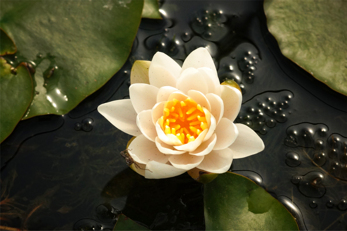 Nymphaea Hybride 'Walter Pagels' - Seerose