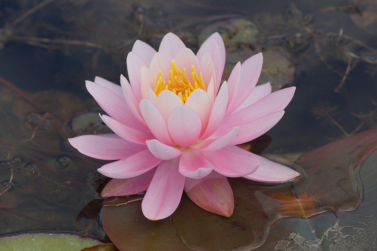 Nymphaea Hybride 'Berthold' - Seerose