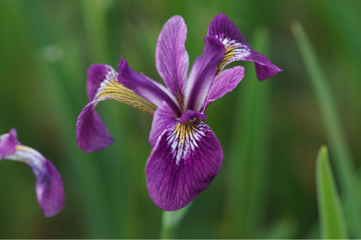 Iris versicolor 'Dark Orchid'