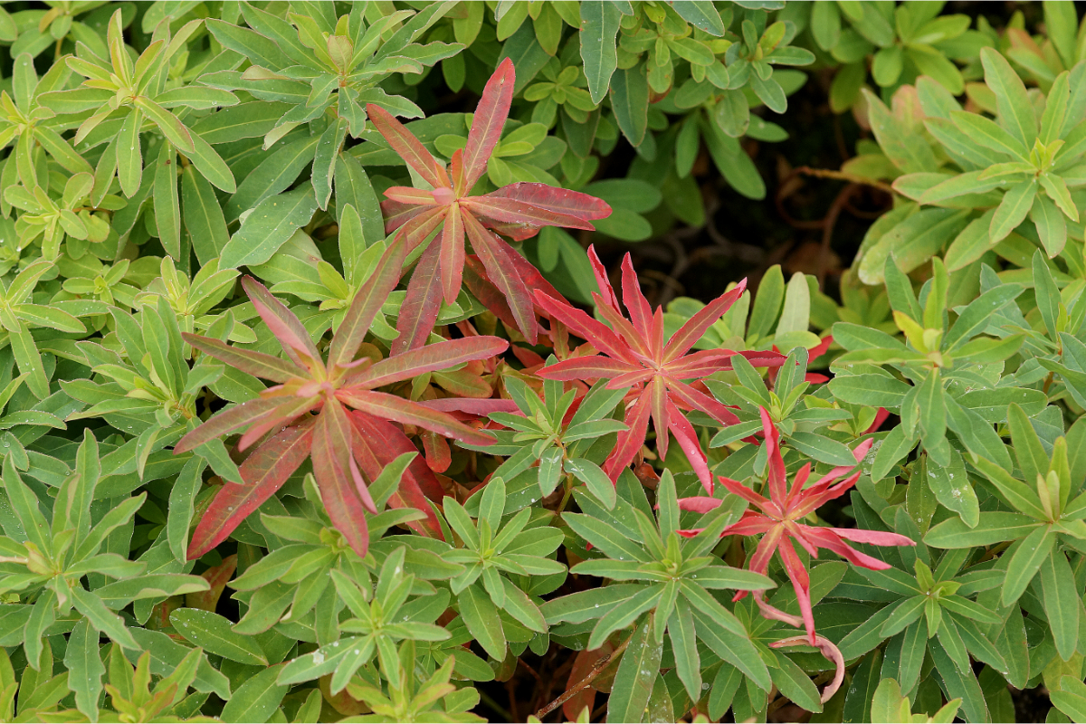Euphorbia polychroma (epithymoides)