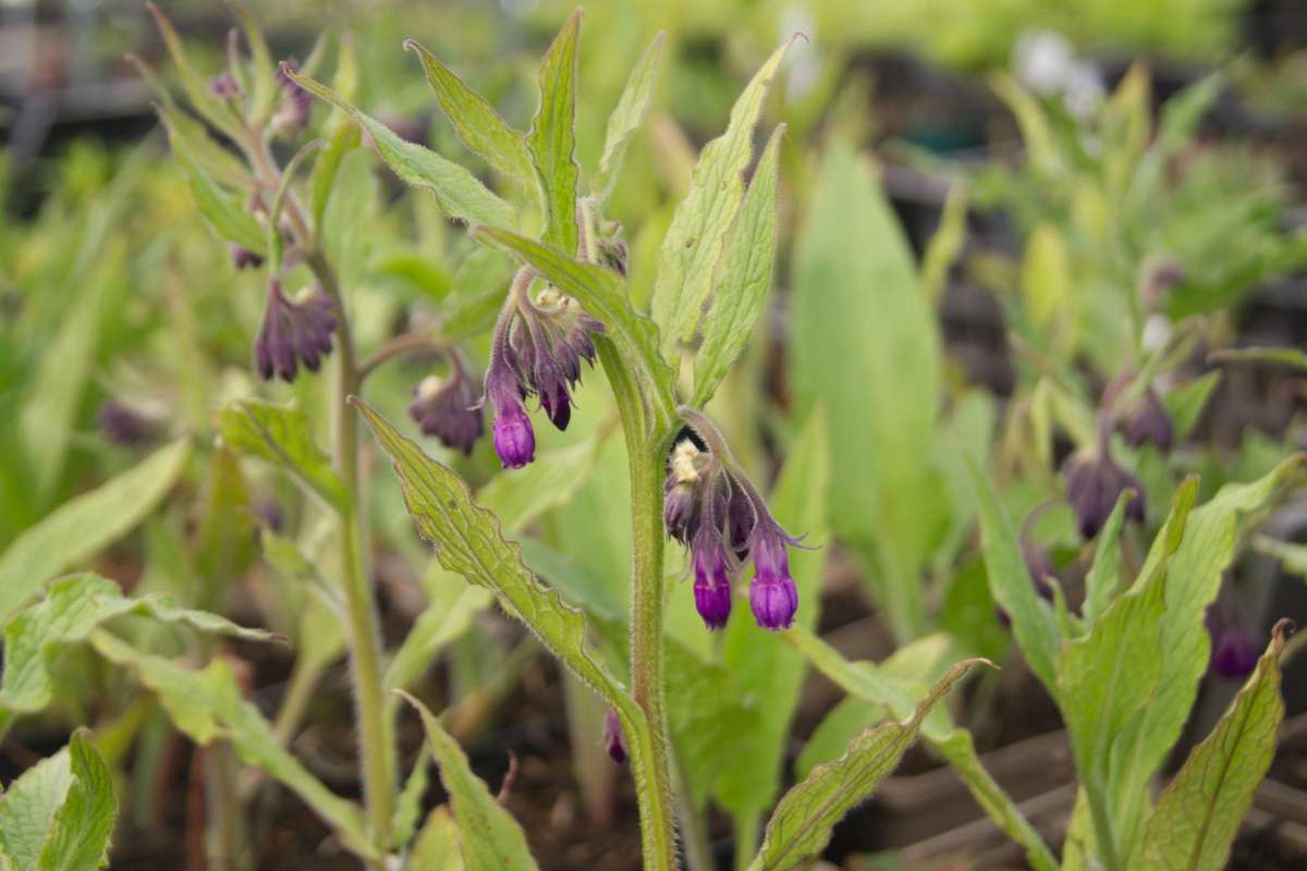 Symphytum officinale