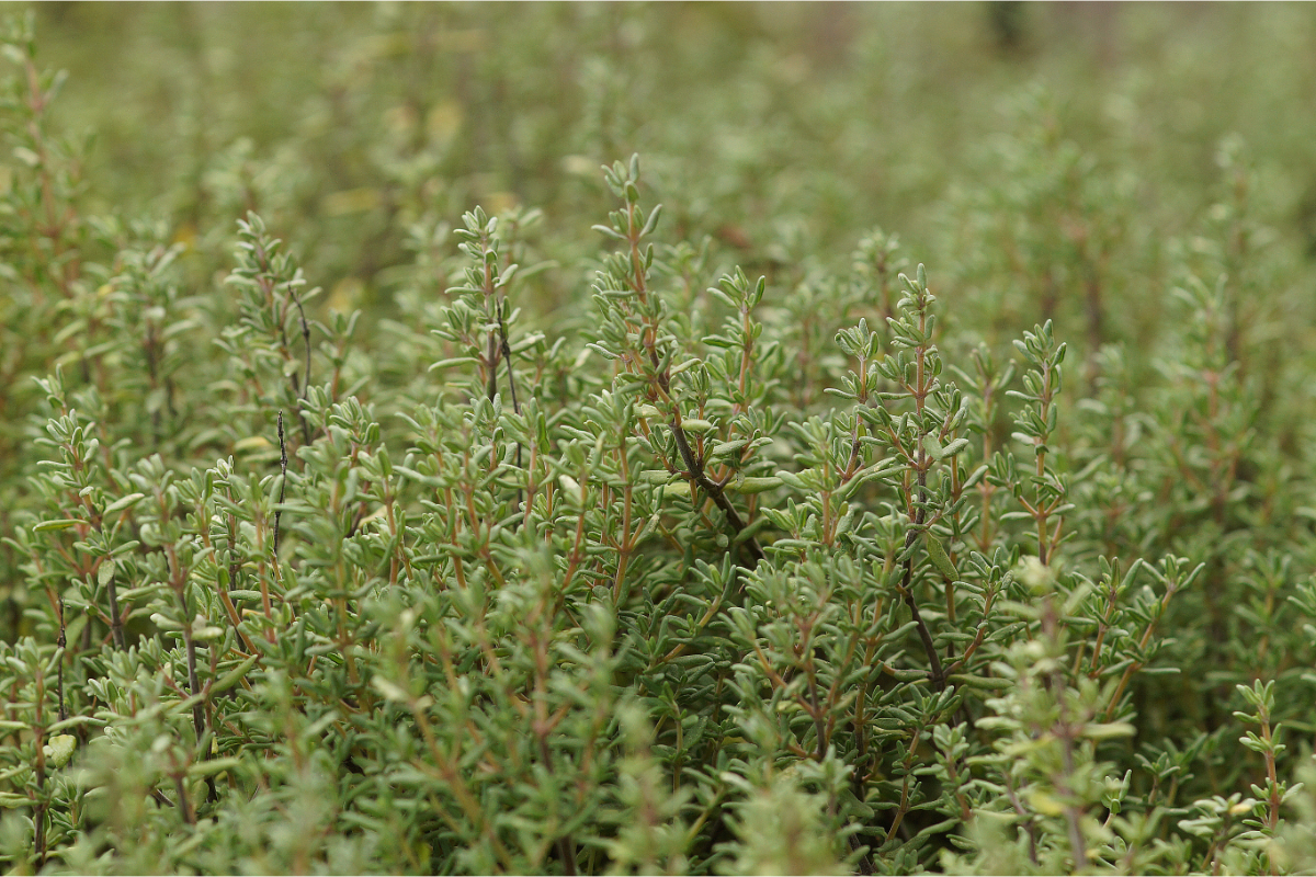 Thymus vulgaris 'Compactus'