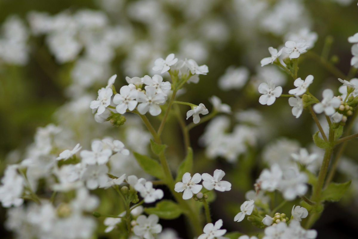 Brunnera macrophylla 'Betty Bowring'