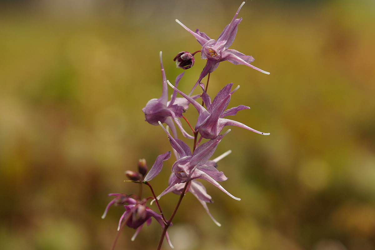 Epimedium grandiflorum 'Lilafee' - Großblütige Elfenblume