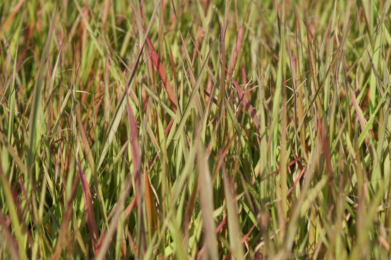 Eragrostis spectabilis