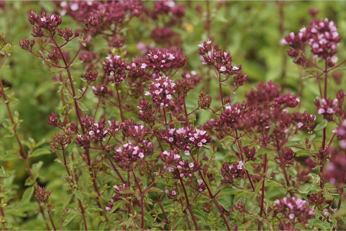 Origanum laevigatum 'Herrenhausen' - Blumen-Dost, Heidegünsel