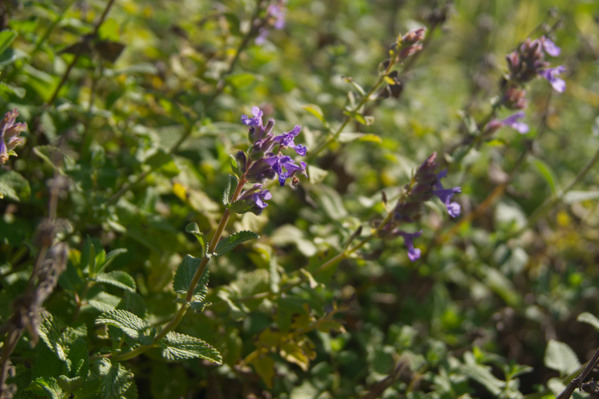 Nepeta racemosa 'Odeur Citron'