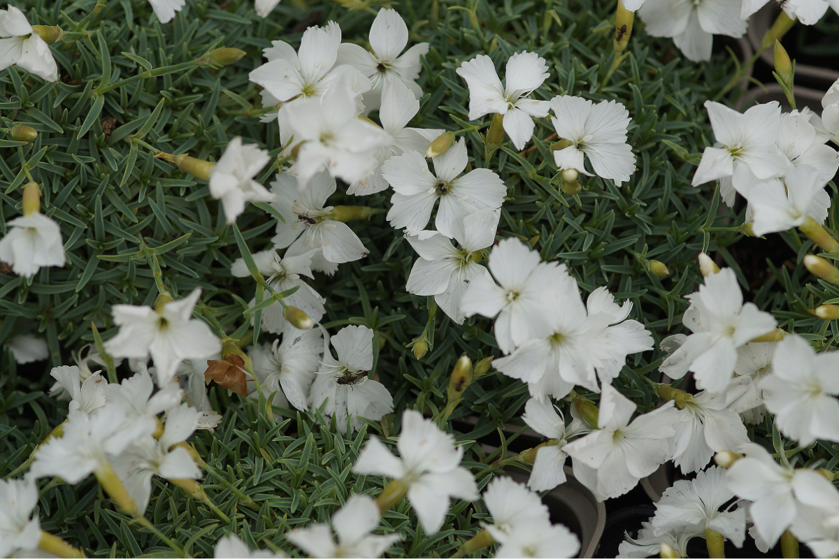 Dianthus Gratianopolitanus-Hybr. 'La Bourboule Blanche' - Pfingstnelke