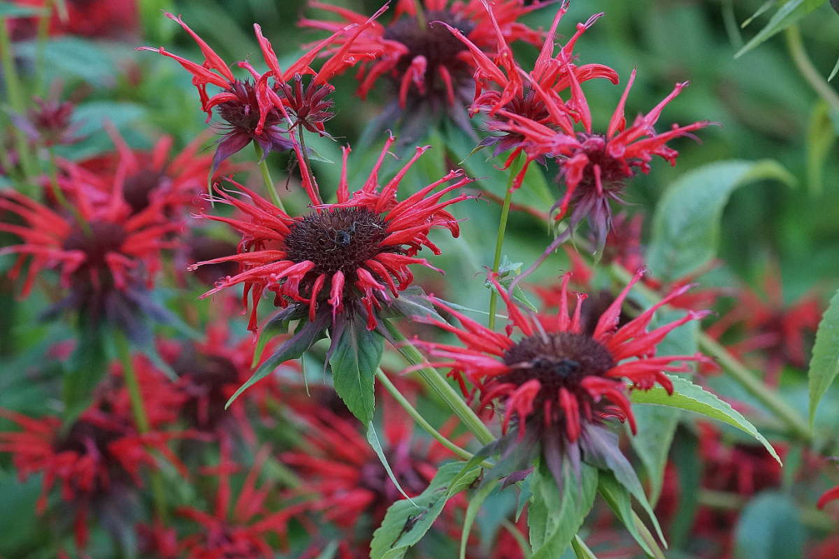 Monarda didyma 'Squaw'