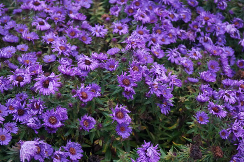 Aster novae-angliae 'Purple Dome'