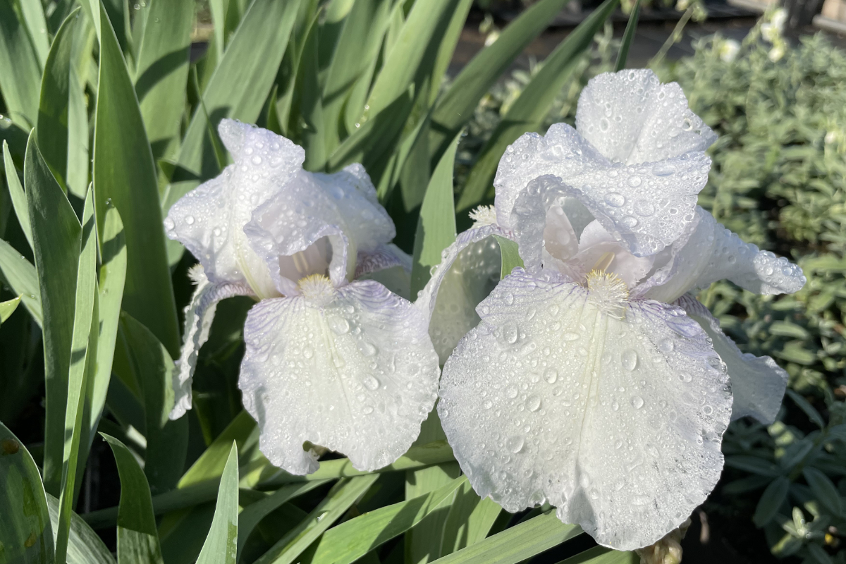 Iris barbata-elatior 'English Cottage'