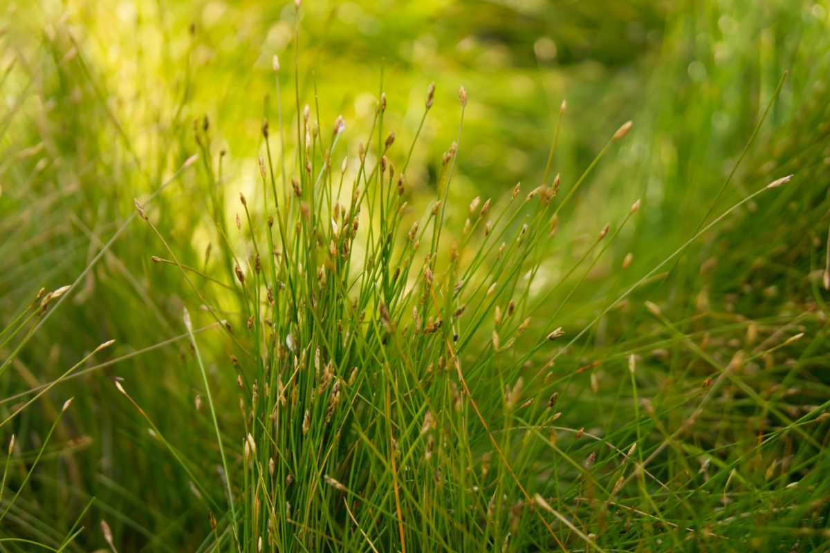 Eleocharis acicularis - Nadelsimse
