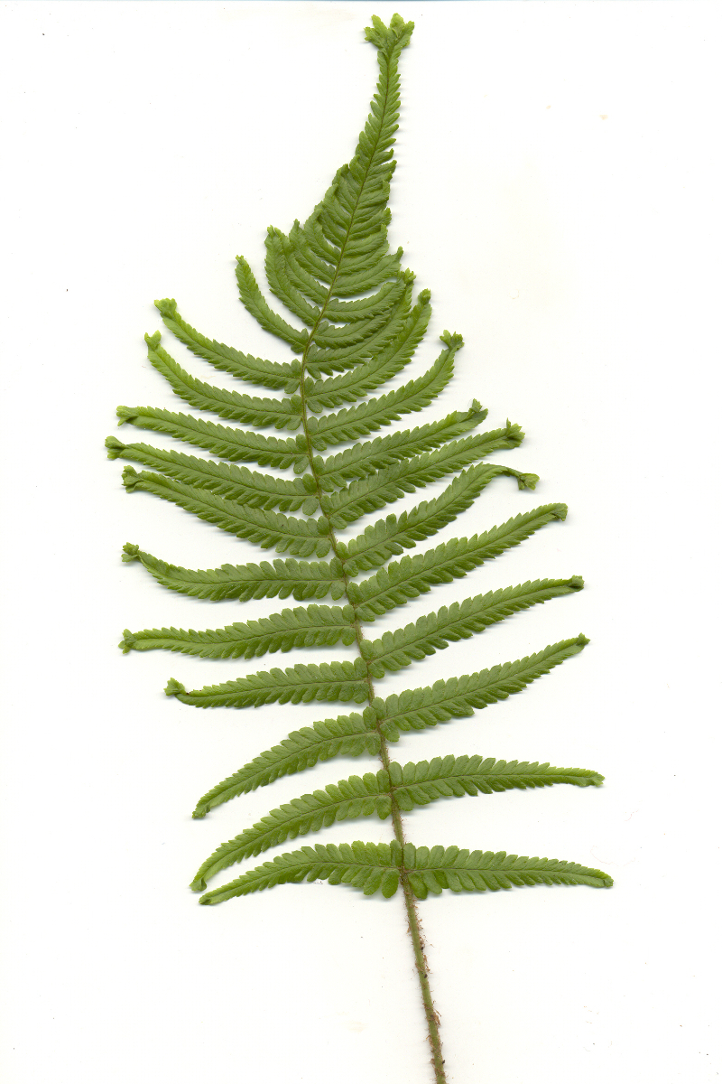 Dryopteris filix-mas 'Cristata Martindale' gen. - Wurmfarn