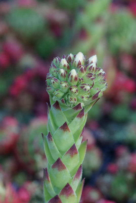 Jovibarba globifera ssp.globifera (sobolifera)