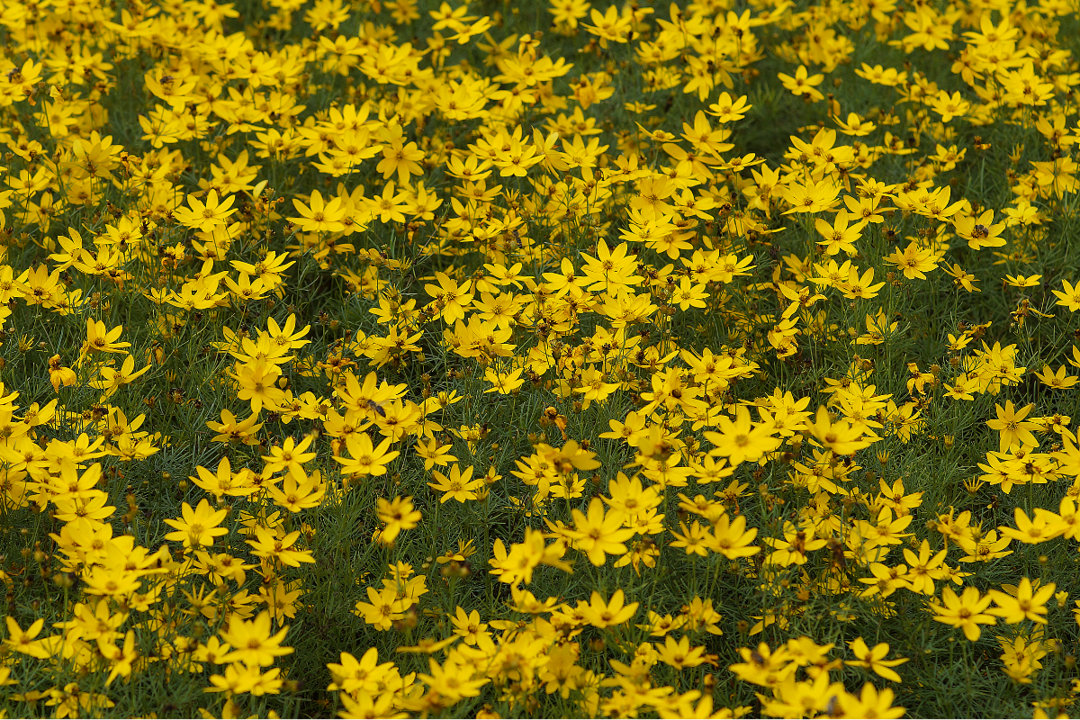 Coreopsis verticillata 'Zagreb'