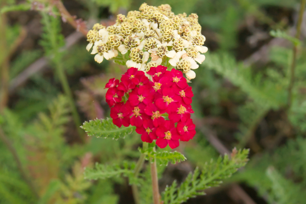 Achillea Millefolium-Hybr. 'Paprika'