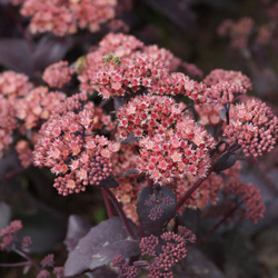 small-2_sedum_spectabile_purple_emperor.jpg
