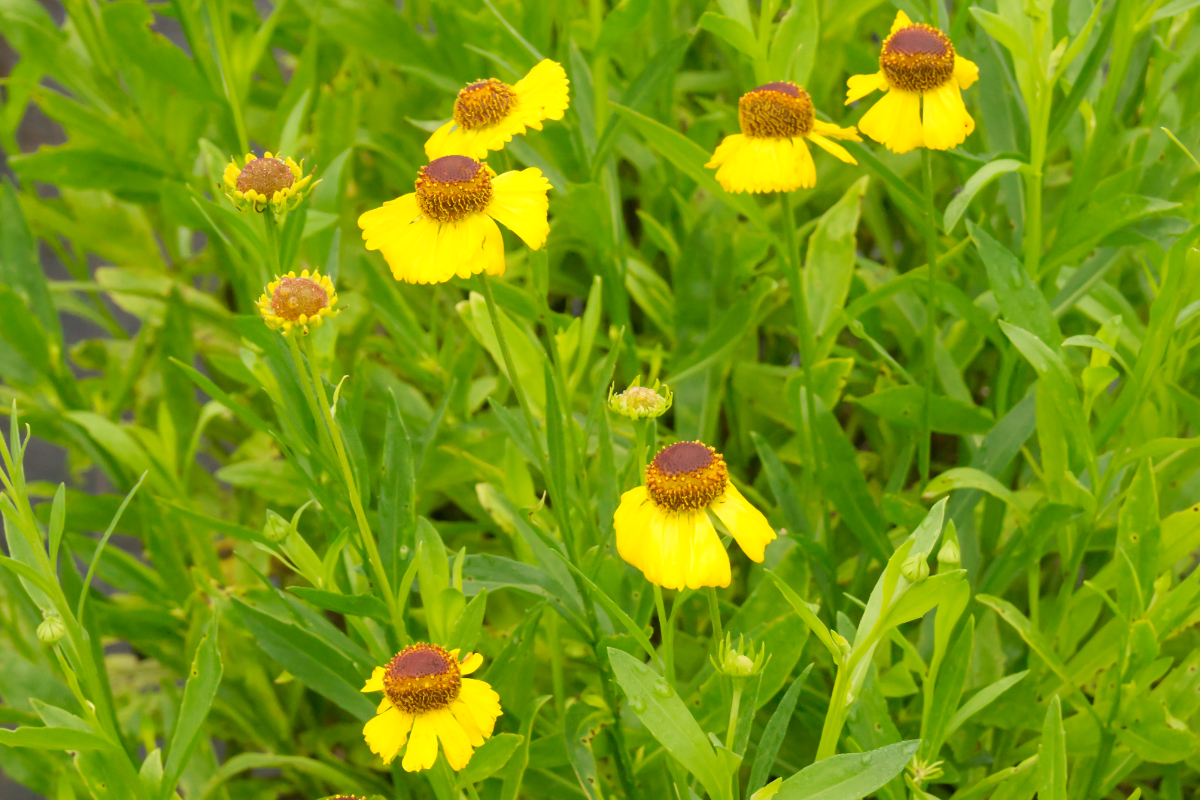 Helenium Hybride 'Wesergold'