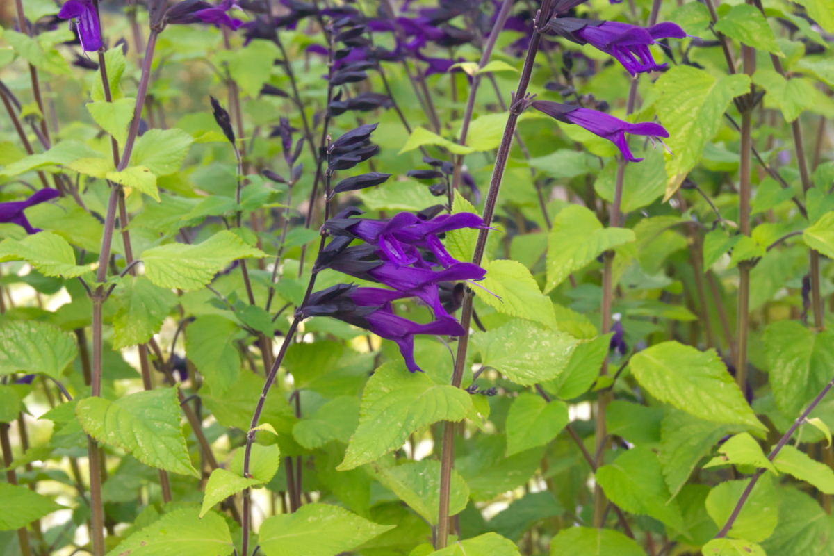 Salvia 'Amistad'