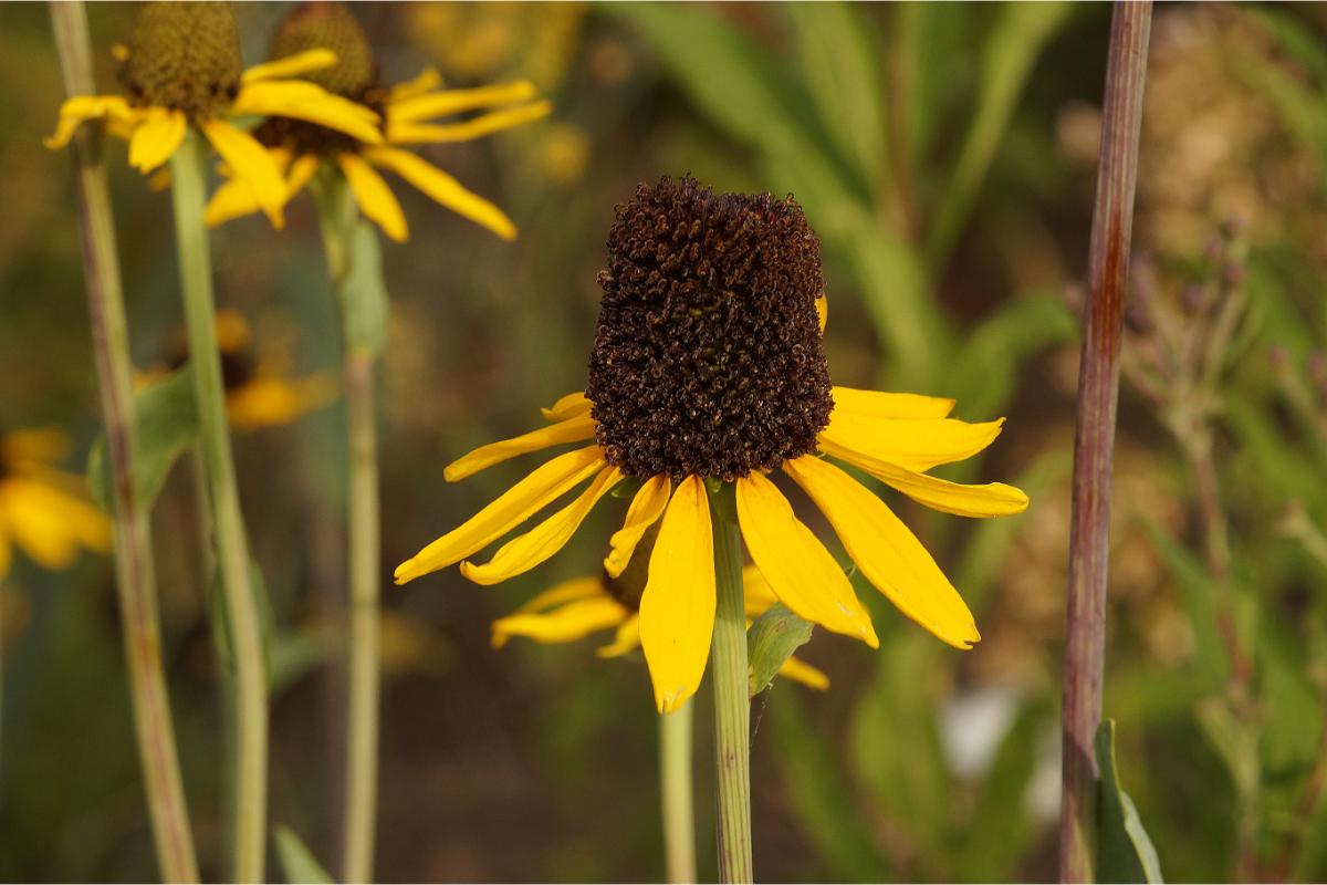 Rudbeckia maxima