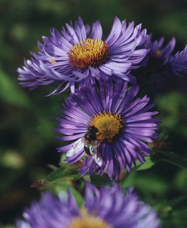 Aster novae-angliae 'Barr's Blue' - Rauhblattaster