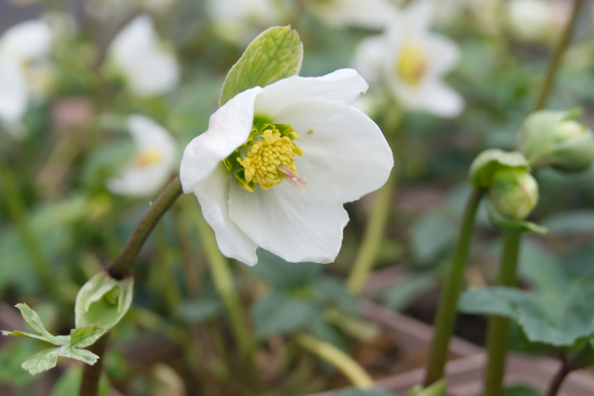 Helleborus niger