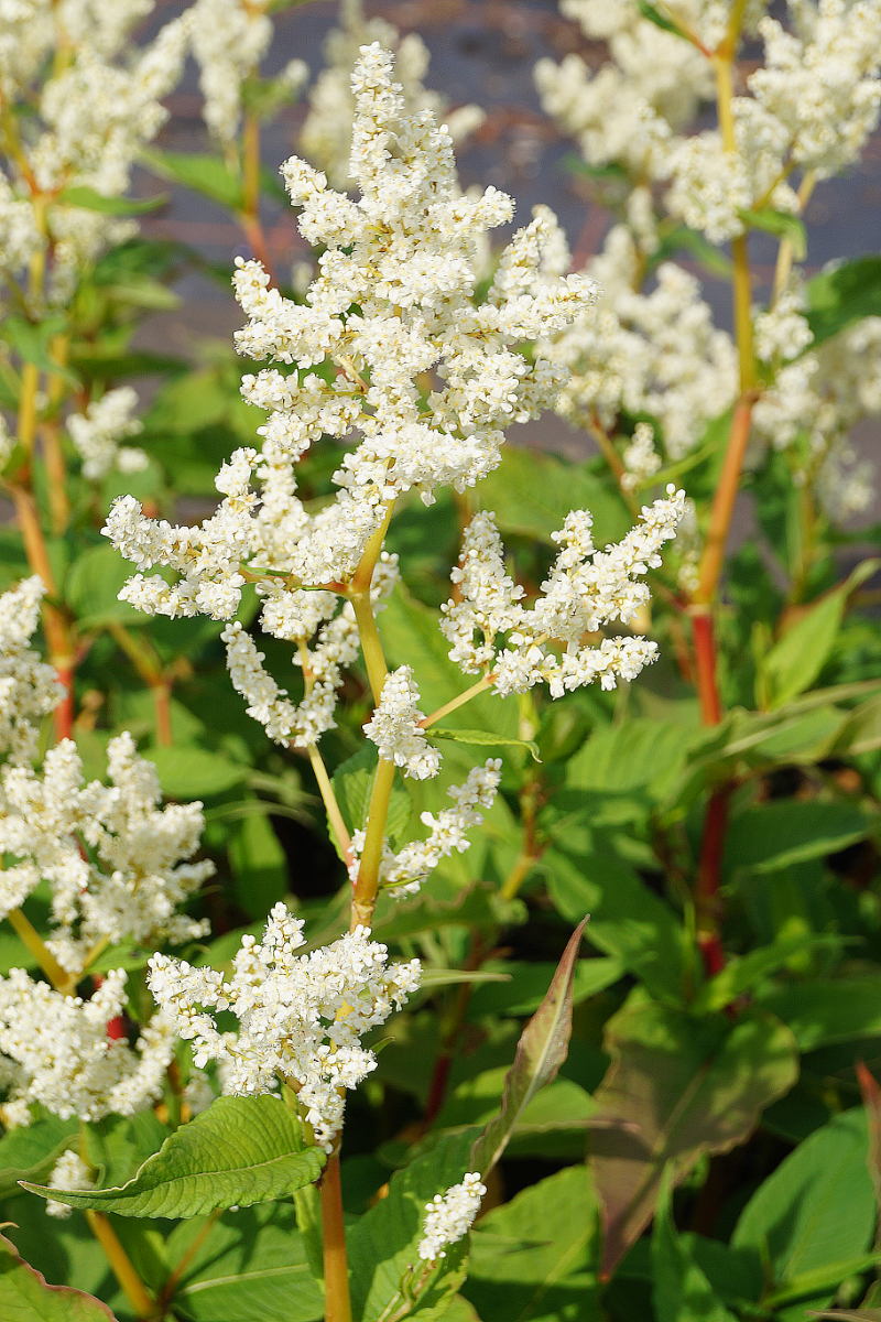 Aconogonon speciosum 'Johanniswolke'