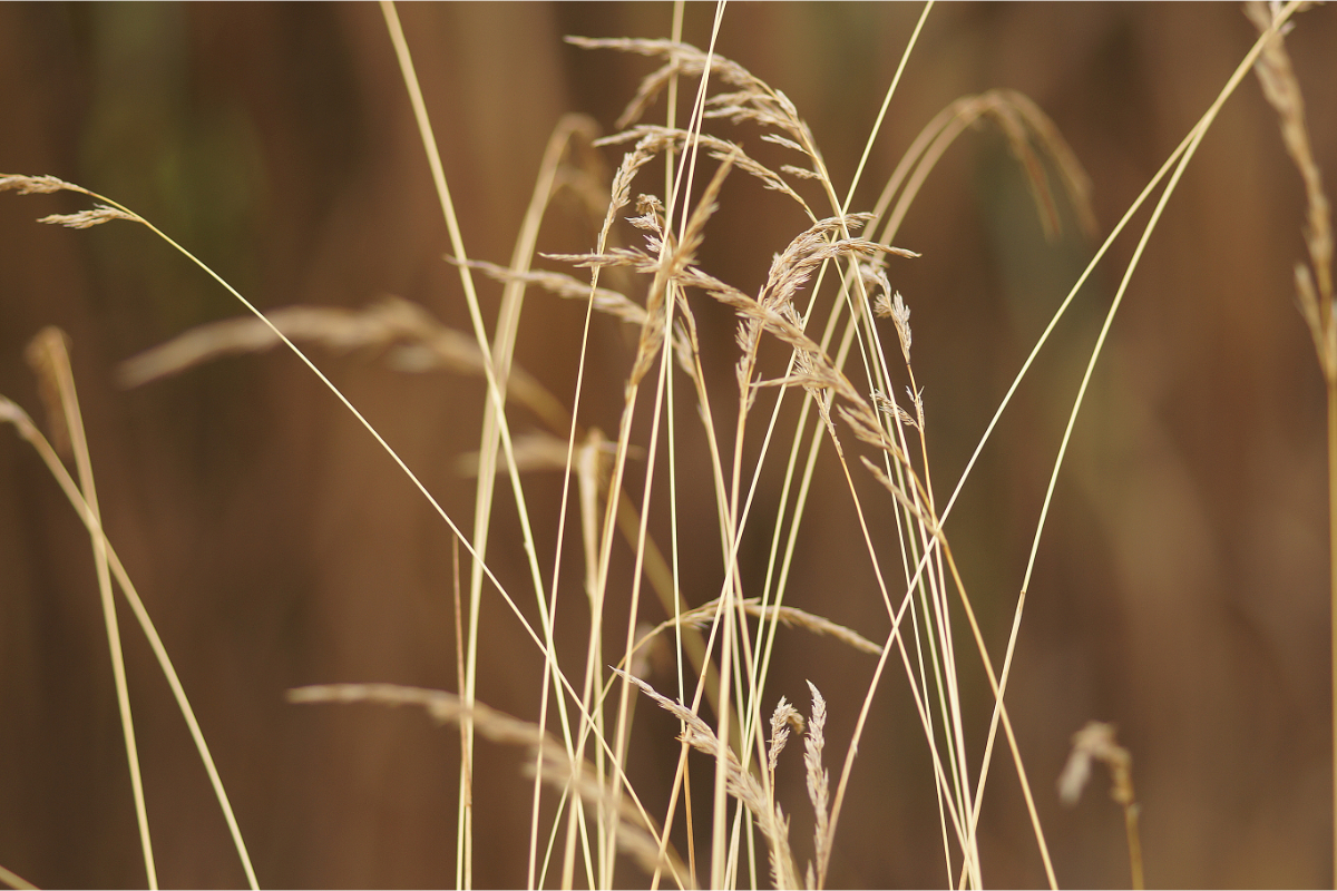 Calamagrostis varia