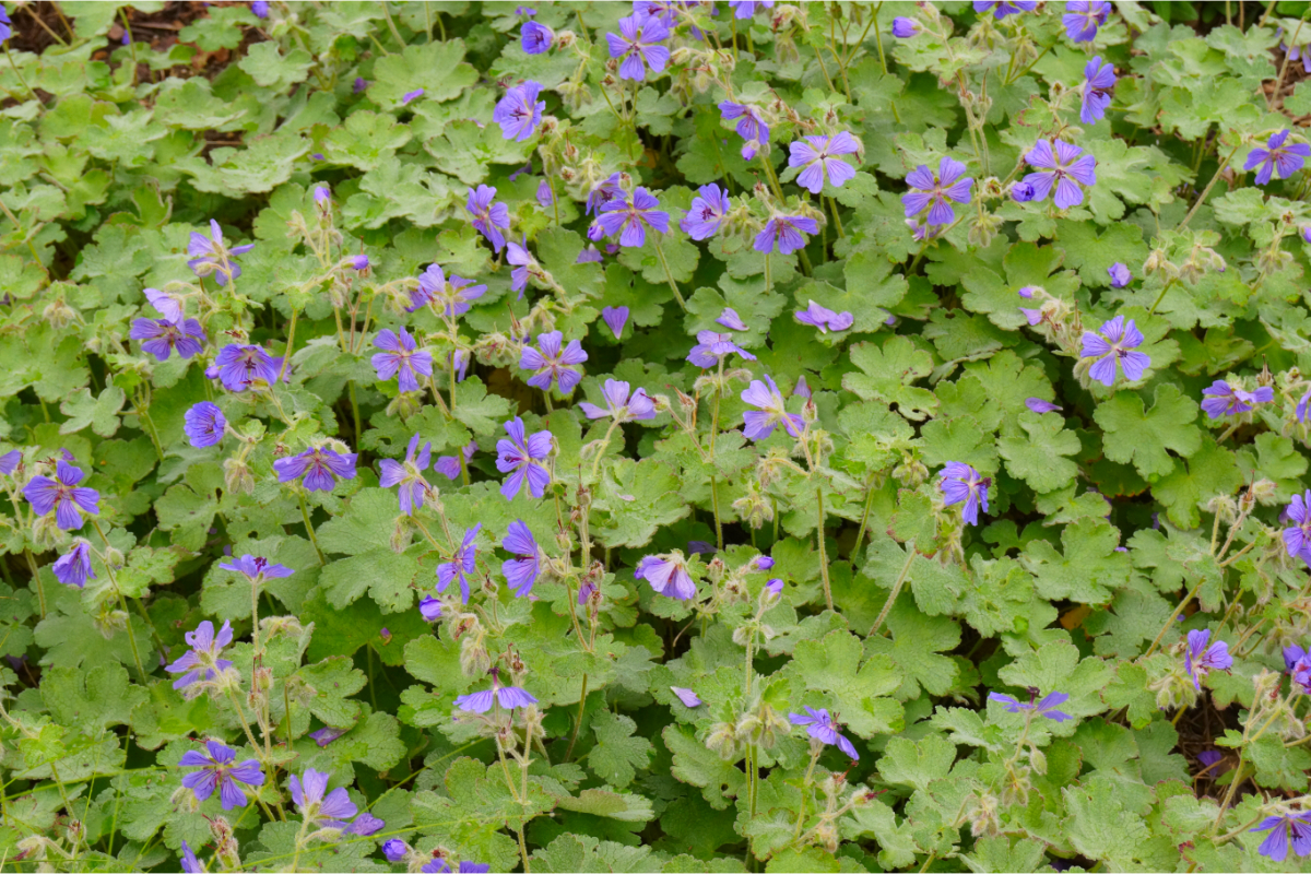Farbtanz in Gelb-Violett