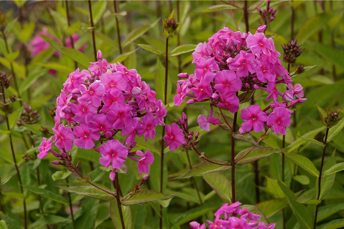 Phlox Paniculata-Hybr.'Winnetou' (ehemals amplifolia)