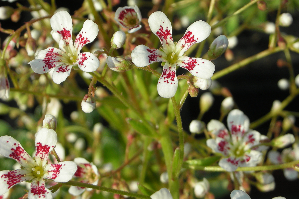Saxifraga Hybride 'Southside Seedling'