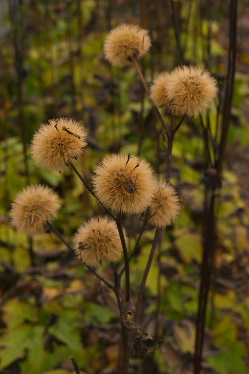 Ligularia x palmatiloba