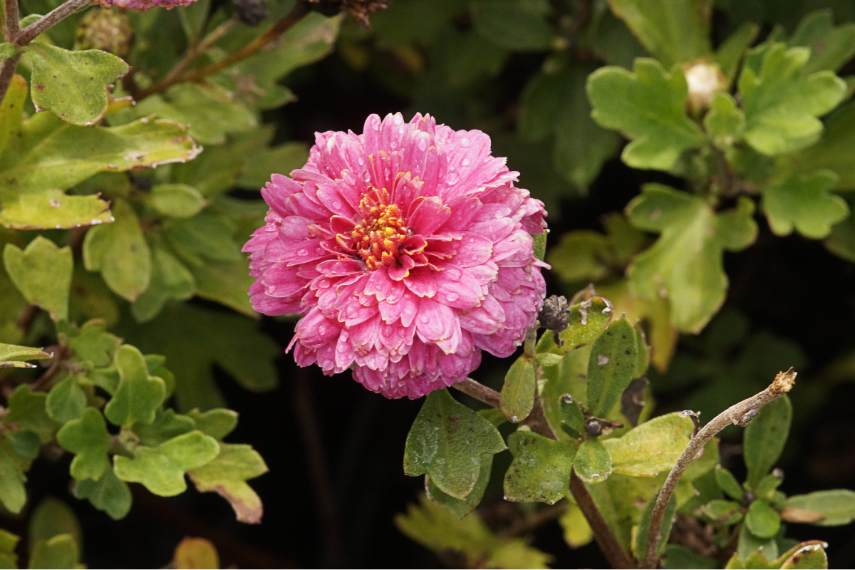 Chrysanthemum x hortorum 'Anastasia' - Winteraster