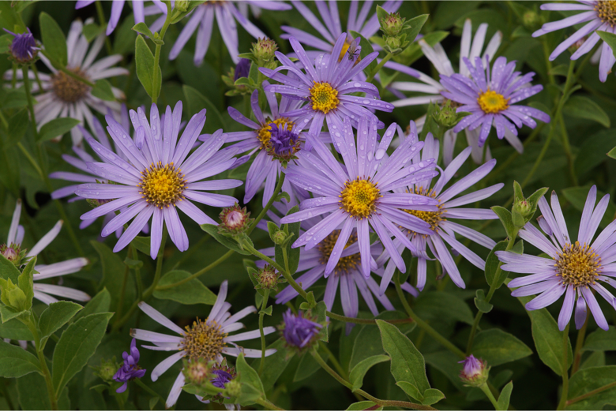 Aster x frikartii 'Mönch' - Sommeraster, Bergaster