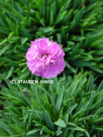 Dianthus Gratianopolitanus-Hybr. 'Pink Jewel' - Pfingstnelke