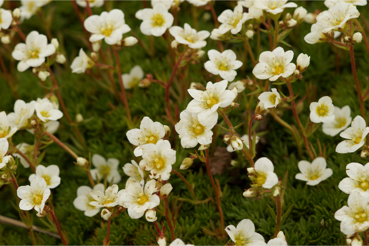 Saxifraga Arendsii-Hybr. 'Schneezwerg' - Moossteinbrech