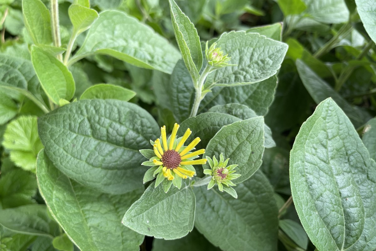 Rudbeckia subtomentosa 'Little Henry'  (R)