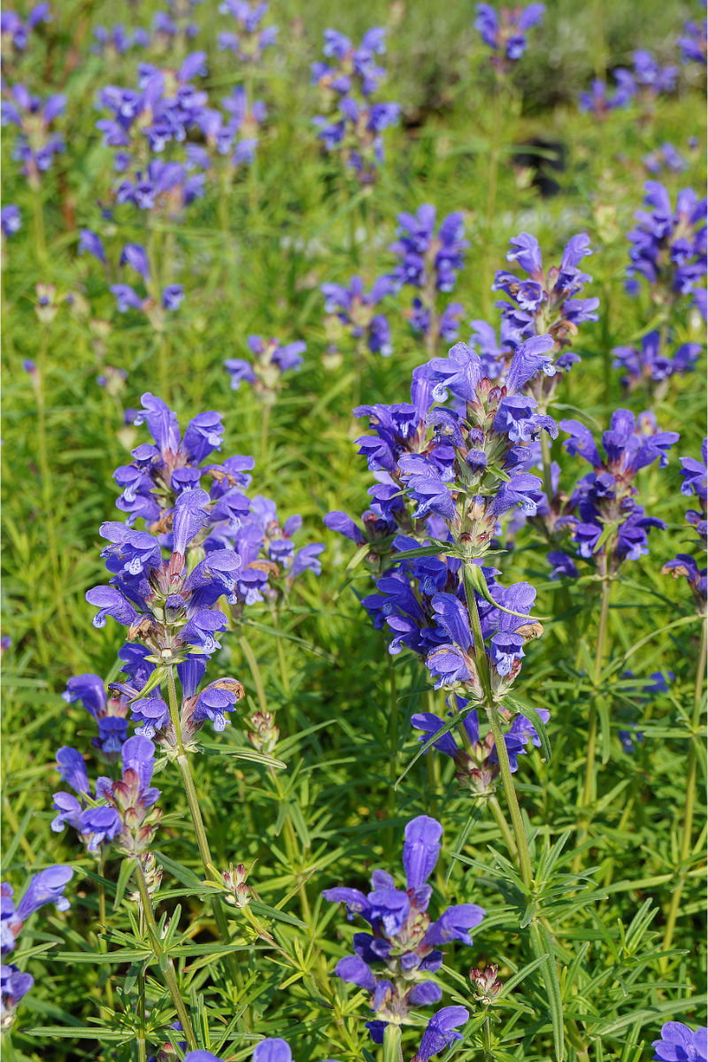 Dracocephalum ruyschiana