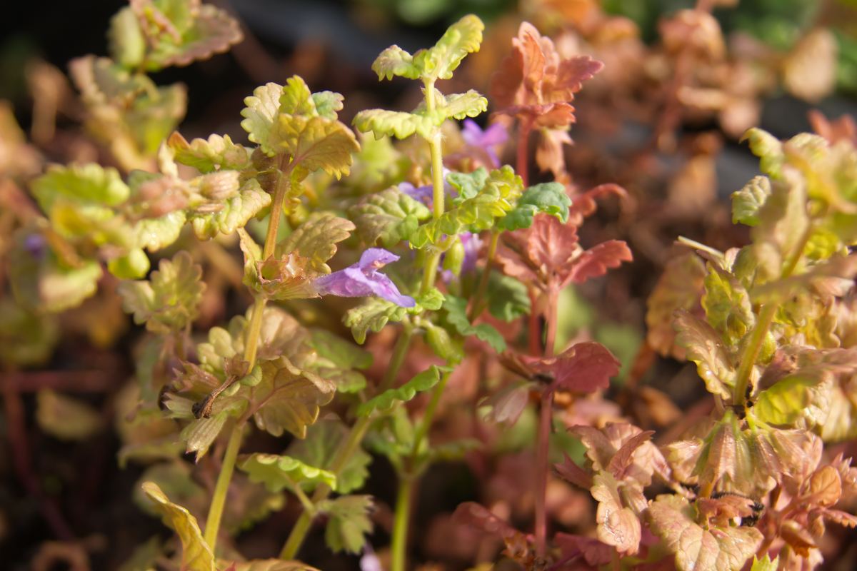 Glechoma hederacea - Gundermann