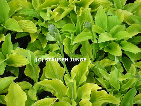 Hosta Hybride 'August Moon'