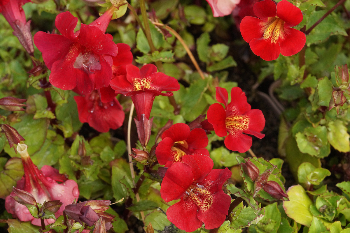 Mimulus cupreus 'Roter Kaiser'
