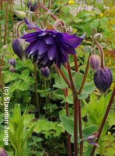 Aquilegia vulgaris plena 'Blue Barlow'