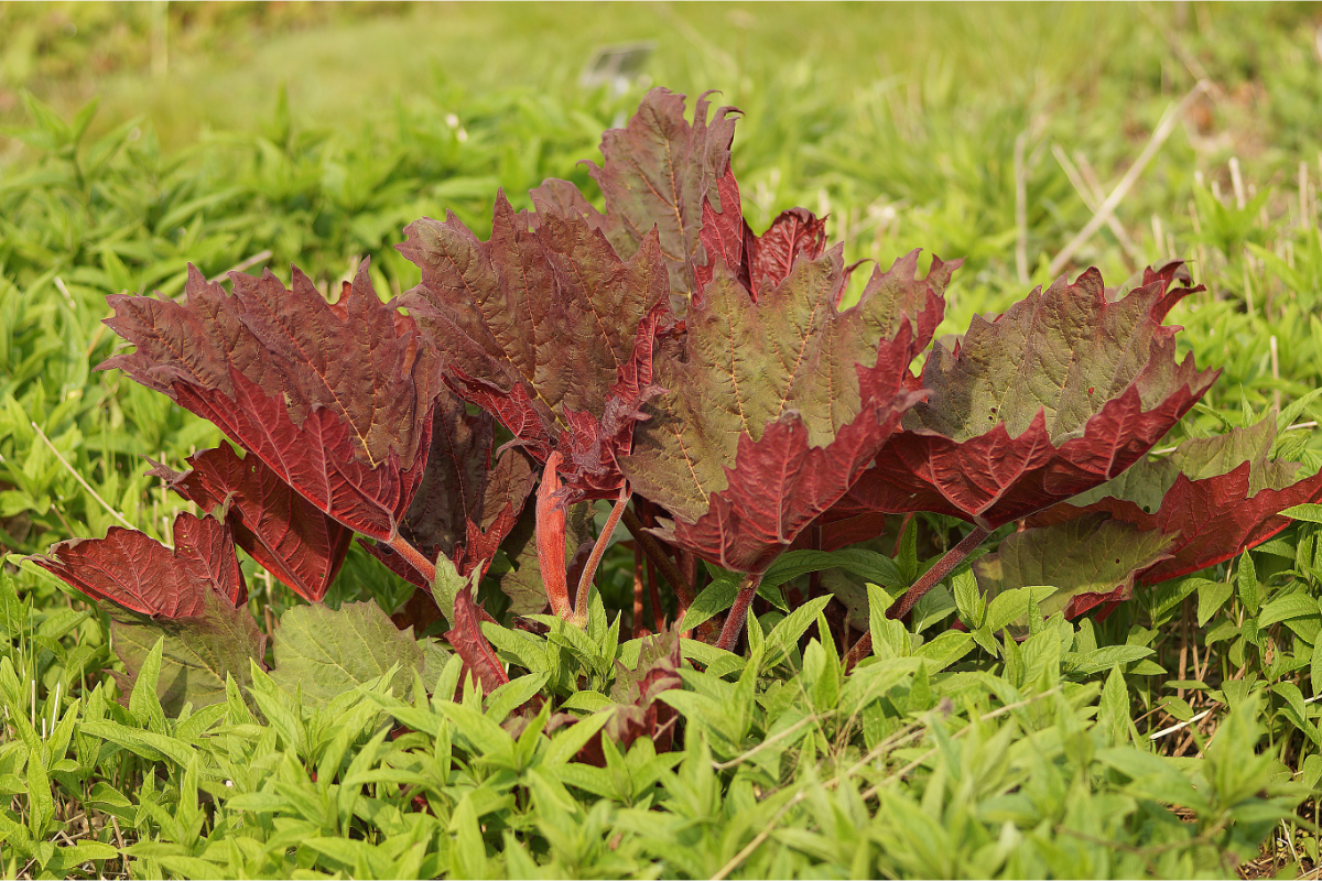 Rheum palmatum var. tanguticum - Kron-Rhabarber, Chinesischer Zier-Rhabarber