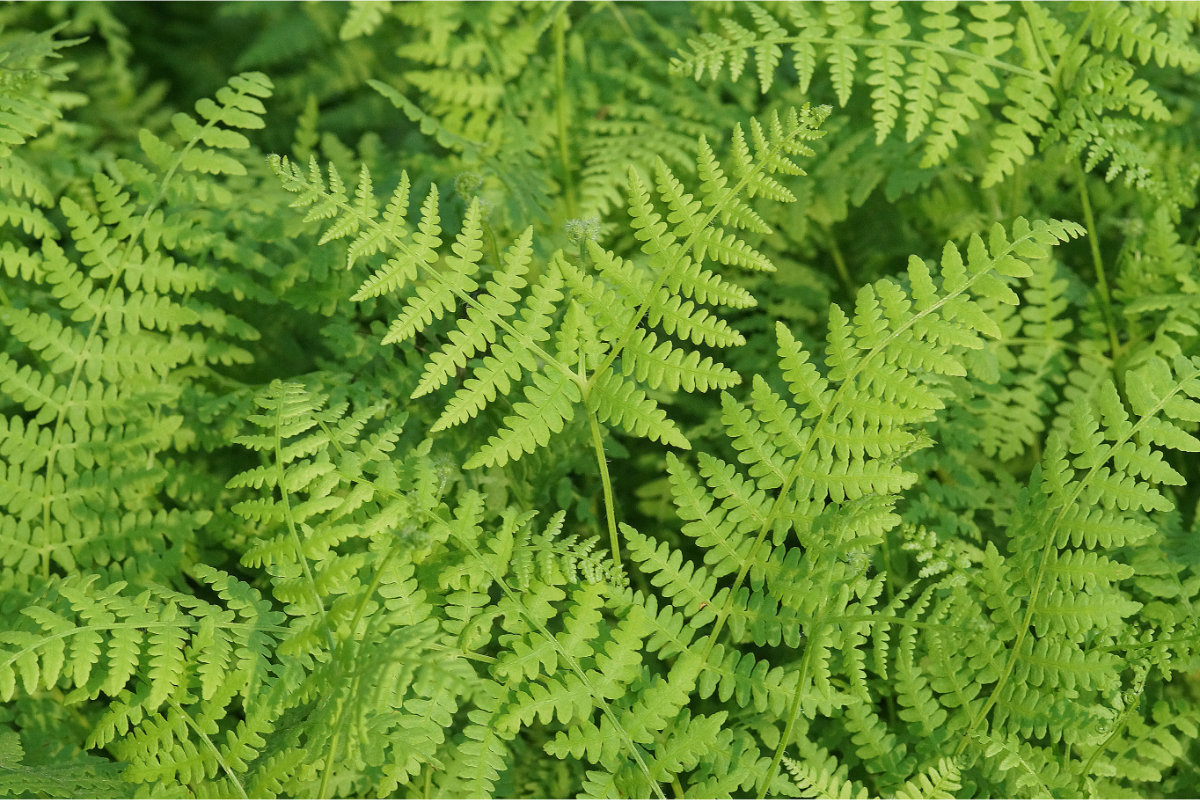 Pteridium aquilinum var. aquilinum gen. - Adlerfarn