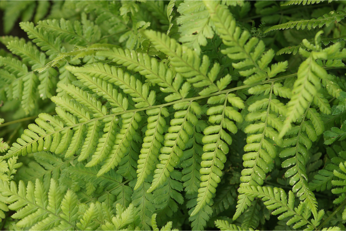 Dryopteris dilatata gen. - Breitwedel Dornfarn
