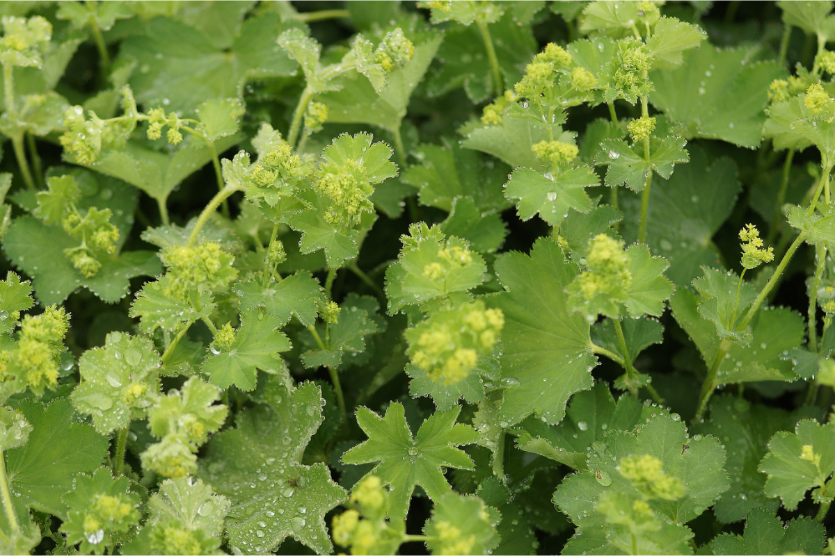 Alchemilla epipsila - Kahler Frauenmantel